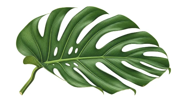 Une personne rempotant une plante d'intérieur avec un nouveau pot et du terreau