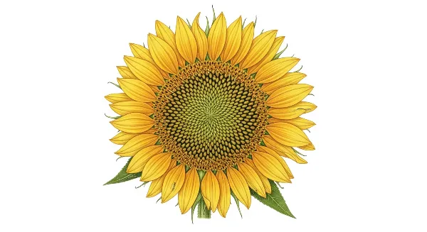 Terreau étalé sous une bâche noire pour la solarisation au soleil